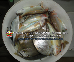 moll_mullus_surmuletus_mullus_barbatus_02(www.societatpescadorsbarcelona.com)