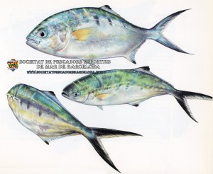 palometa_trachinotus_ovatus_01(www.societatpescadorsbarcelona.com)