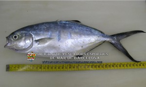 palometa_trachinotus_ovatus_02(www.societatpescadorsbarcelona.com)