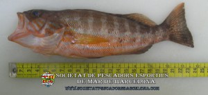 Serra_serranus_cabrilla_02(www.societatpescadorsbarcelona.com)