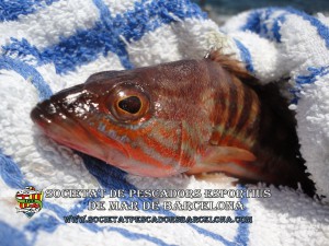 Serra_serranus_cabrilla_04(www.societatpescadorsbarcelona.com)