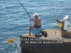 Serra_serranus_cabrilla_06(www.societatpescadorsbarcelona.com)