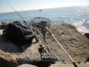 Serra_serranus_cabrilla_08(www.societatpescadorsbarcelona.com)