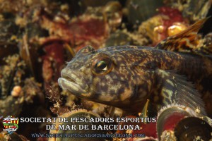 burret_gobius_niger_1(societatpescadorsbarcelona.com)