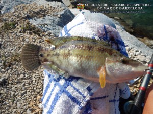 Cat.- Tord becut (Symphodus rostratus) – Esp.- Tordo Picudo