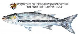 llissera_mugilidae_02(www.societatpescadorsbarcelona.com)