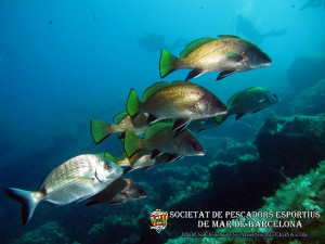 Corballs_de_roca_sciaena_umbra_03(www.societatpescadorsbarcelona.com)