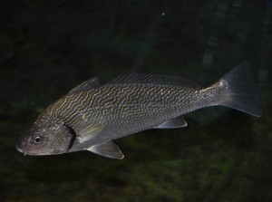 corball_de_sorra_02(www.societatpescadorsbarcelona.com)