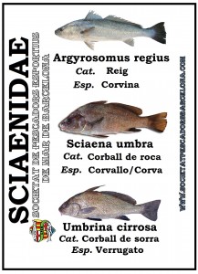 sciaenidae_corball_reig_corvina_corvallo_verrugato_01_(www.societatpescadorsbarcelona.com)
