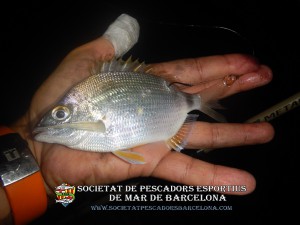 Aplec_port_de_Barcelona_20_10_2018_13(www.societatpescadorsbarcelona.com)