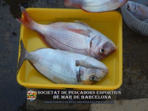 4t_concurs_embarcacio_fondejada_2019_30(www.societatpescadorsbarcelona.com)