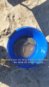 1r_concurs_mar_costa_2019_Prat_de_Llobregat_22(www.societatpescadorsbarcelona.com)