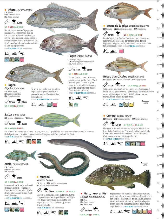 Normativas De Pesca Recreativa En Catalunya Societat Pescadors Barcelona