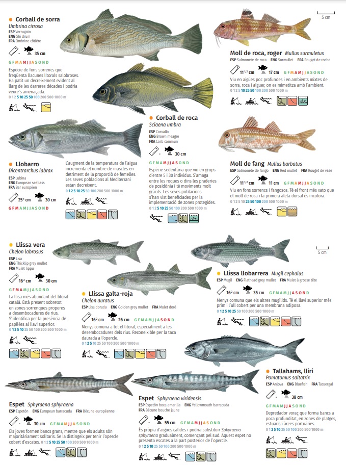Normativas De Pesca Recreativa En Catalunya Societat Pescadors Barcelona